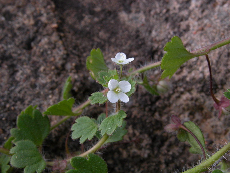 Veronica cymbalaria / Veronica a foglie di Cimbalaria